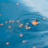 Korum Surface Feeder Float (K0320112) - Image 4